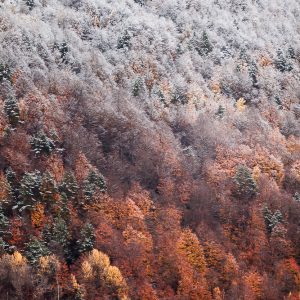 Stage photo Automne Naturavista