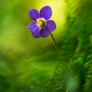 stages_voyages_photo_naturavista-39