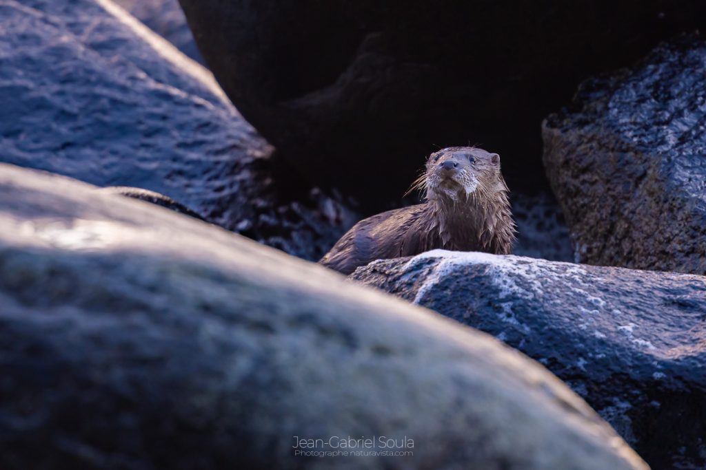 Naturavista Lofoten Photo tour